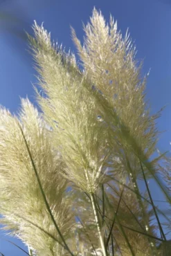 Dwarf Pampas Grass - Cortaderia Selloana Pumila 7 Dwarf Pampas Grass - Cortaderia Selloana Pumila -Outlet Plant Store 8A34EEF3CF3F45F317C1014957BCA044