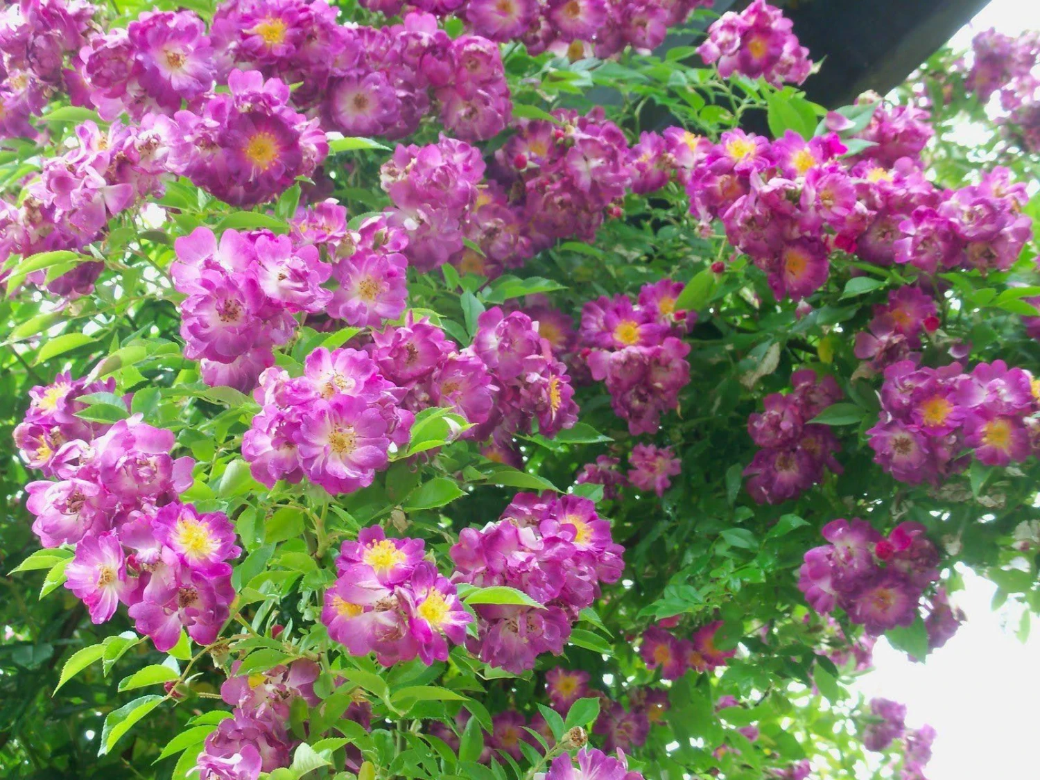 Rose Veilchenbleu - Rambling Rose 2 Rose Veilchenbleu - Rambling Rose - Image 2