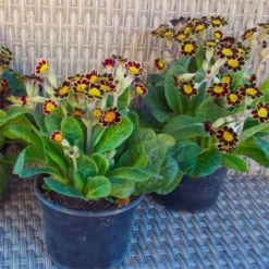 Primula Gold Lace - Gold Laced Polyanthus - Pack Of THREE Plants -Outlet Plant Store 8B624F7C9051A6525618962F95C305F6