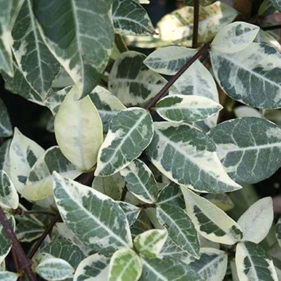 Trachelospermum Jasminoides Variegata - 'Star Jasmine' Rhyncospermum 1 Trachelospermum Jasminoides Variegata - 'Star Jasmine' Rhyncospermum