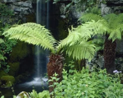 Large Dicksonia Antarctica - Hardy Tree Fern