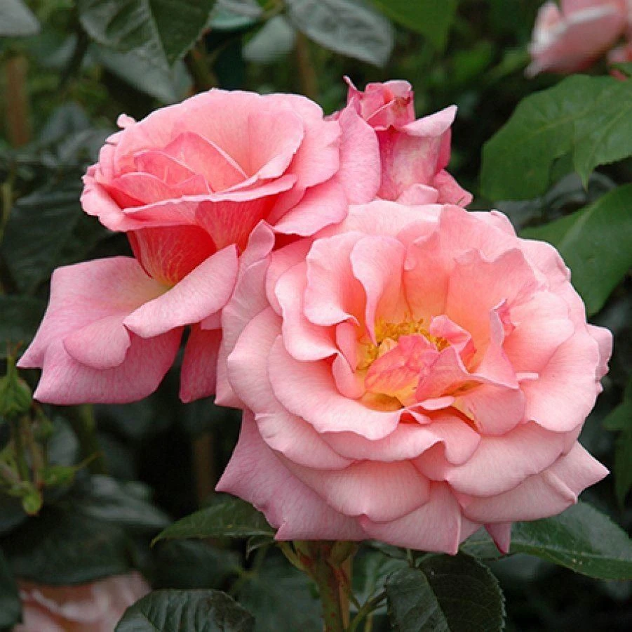 Rose Dixieland Linda - Climbing Rose 1 Rose Dixieland Linda - Climbing Rose