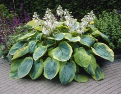 Premier Hosta Collection Shade Mixture - Pack Of TEN 8 Premier Hosta Collection Shade Mixture - Pack Of TEN -Outlet Plant Store 8F7EAAFC2381663FF9969BEBE3574575 1