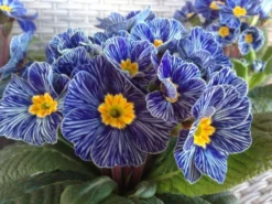 Primrose Blue Zebra - Zebra Blue Primula - Pack Of SIX Plants 6 Primrose Blue Zebra - Zebra Blue Primula - Pack Of SIX Plants -Outlet Plant Store 8FCD2D07A59ACF659A288729D5B308ED 1