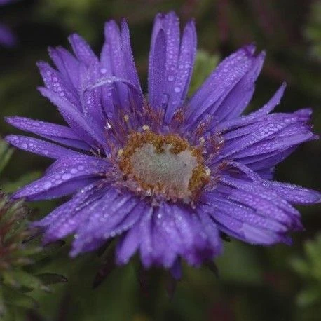 Aster Purple Dome Michaelmas Daisy 2 Aster Purple Dome Michaelmas Daisy - Image 2