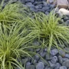 Carex Oshimensis Evergold - Japanese Sedge - Pack Of THREE