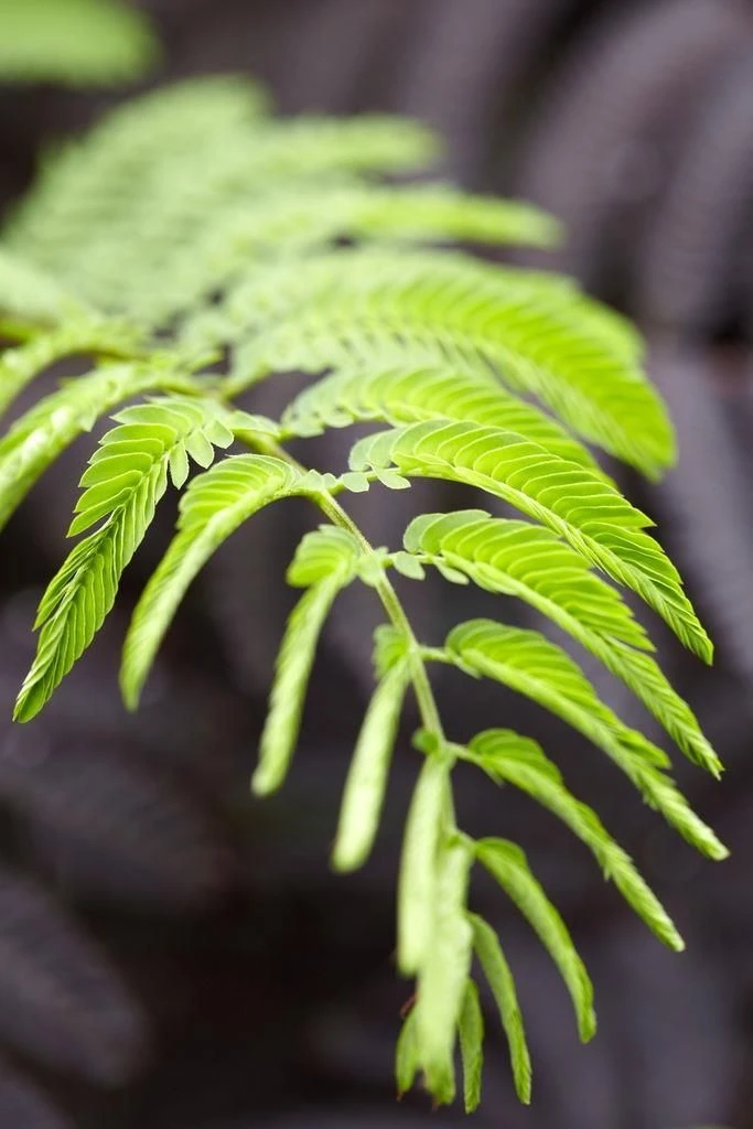 Albizia Julibrissin Summer Chocolate - Purple Silk Tree - Circa 100-120cm 7 Albizia Julibrissin Summer Chocolate - Purple Silk Tree - Circa 100-120cm - Image 7