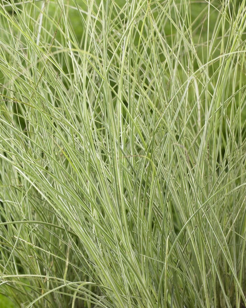 Miscanthus Sinensis Morning Light - Japanese Silver Grass - LARGE SPECIMEN 2 Miscanthus Sinensis Morning Light - Japanese Silver Grass - LARGE SPECIMEN - Image 2