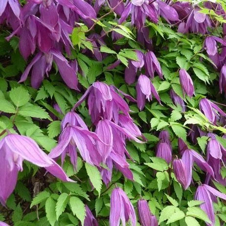 Large 6-7ft Specimen Climber - Clematis Alpina 1 Large 6-7ft Specimen Climber - Clematis Alpina