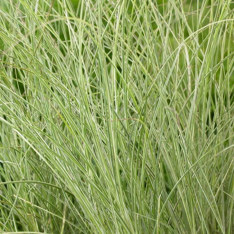 Miscanthus Sinensis Morning Light - Japanese Silver Grass - LARGE SPECIMEN 1 Miscanthus Sinensis Morning Light - Japanese Silver Grass - LARGE SPECIMEN