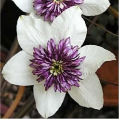 Clematis Florida Sieboldii - Bicolor Sieboldiana Clematis -Outlet Plant Store 9540C3681C9B2345F529762E469C0EC0