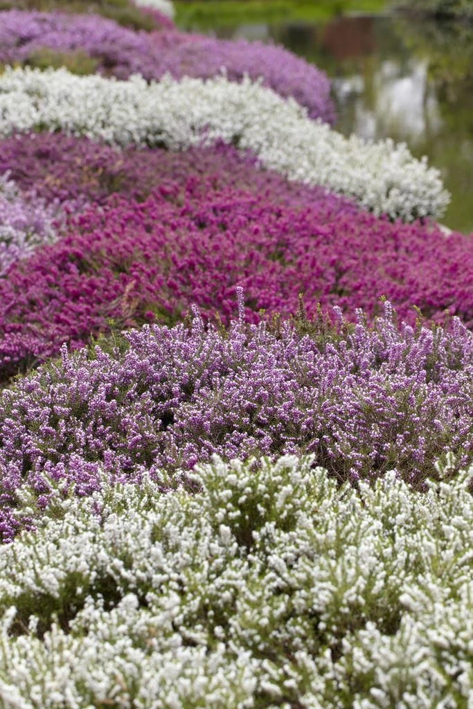 Heather Collection - Pack Of 12 - Winter Hardy Evergreen Plants In Bud 3 Heather Collection - Pack Of 12 - Winter Hardy Evergreen Plants In Bud - Image 3