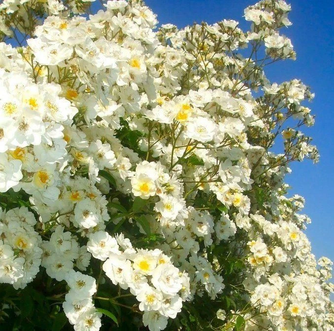 Rose Rambling Rector - Climbing Rose 2 Rose Rambling Rector - Climbing Rose - Image 2