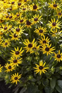 Rudbeckia Fulgida Little Goldstar - Black Eyed Susan 6 Rudbeckia Fulgida Little Goldstar - Black Eyed Susan -Outlet Plant Store 973B61C3952349BBA55C430742D66BFA
