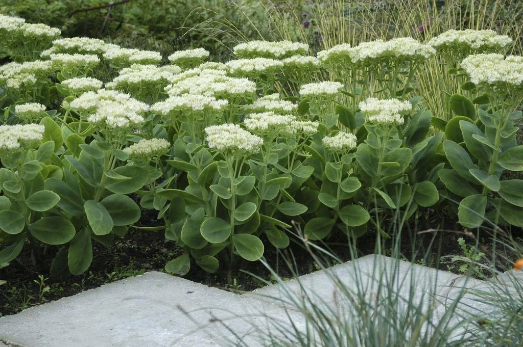 Sedum Iceberg - Stardust Sedum 1 Sedum Iceberg - Stardust Sedum