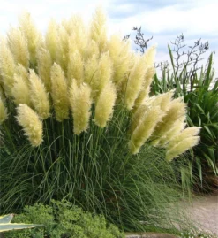 Pampas Grass - Cortaderia Selloana White Feather - Pack Of THREE Plants