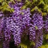 Wisteria Floribunda Black Dragon - Violacea Plena Double Flowering Wisteria Vine