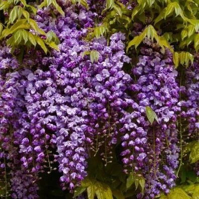 Wisteria Floribunda Black Dragon - Violacea Plena Double Flowering Wisteria Vine 1 Wisteria Floribunda Black Dragon - Violacea Plena Double Flowering Wisteria Vine