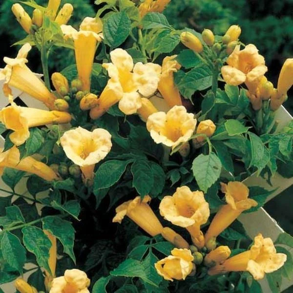 Campsis Golden Trumpet - Yellow Trumpet Vine 3 Campsis Golden Trumpet - Yellow Trumpet Vine - Image 3