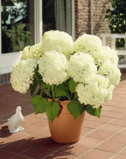 Hydrangea Annabelle - Pack Of THREE Large Flowered Hydrangea Plants -Outlet Plant Store 9C0DE31A91F3DDF194AC32D4E16CDEAA