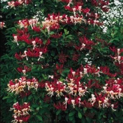 Honeysuckle - Large 6-7ft Specimen Plant - Lonicera Periclymenum Serotina - Honeysuckle 1 Honeysuckle - Large 6-7ft Specimen Plant - Lonicera Periclymenum Serotina - Honeysuckle