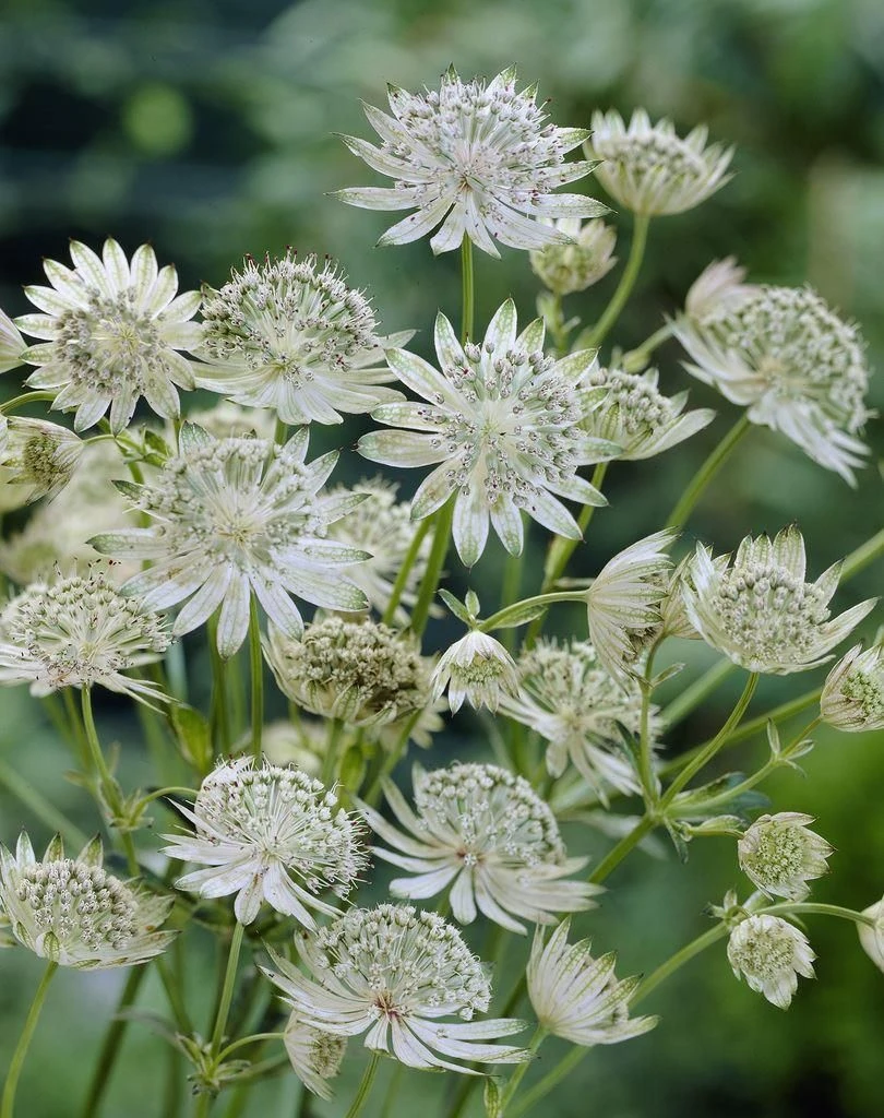 Astrantia Major 'Shaggy' - Masterwort 1 Astrantia Major 'Shaggy' - Masterwort