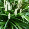 Liriope Muscari Alba - White Lily Turf