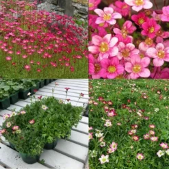 Saxifraga Mossy PINK - Cushion Saxifrage Plants - Pack Of SIX