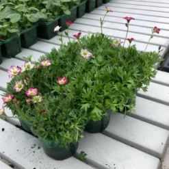 Saxifraga Mossy PINK - Cushion Saxifrage Plants - Pack Of SIX -Outlet Plant Store 9cm jumbo 6pk saxifraga saxifrage2