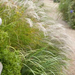 Miscanthus Sinensis Kleine Fontaine - LARGE Specimen