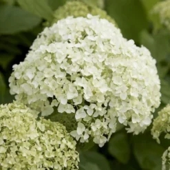 Hydrangea Annabelle - Pack Of THREE Large Flowered Hydrangea Plants