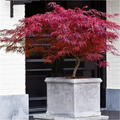 Acer Palmatum Dissectum Firecracker - Japanese Maple 5 Acer Palmatum Dissectum Firecracker - Japanese Maple -Outlet Plant Store A1E568CD25BD8A145F101990D5CECD72
