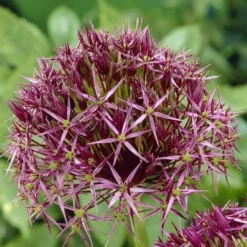 Allium Christophii - Star Of Persia - Pack Of 40 Bulbs -Outlet Plant Store A28C775B0425ECC38C03439BABB32240 2