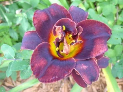Hemerocallis Voodoo Dancer - Daylily -Outlet Plant Store A3D32DE0D19E247F6109C0E3822D9E65