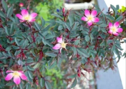 Rosa Glauca Rubrifolia - Climbing Rose - Red Leaved Rose -Outlet Plant Store A5FAD042E24DC601C527E2E3D5C0B8EF