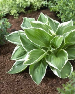 Hosta Francee -Outlet Plant Store A7734BBC49935E536B833AC3D9416978