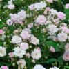 Rose Pauls Himalayan Musk - Climbing Rose