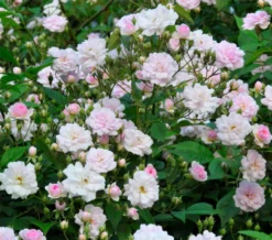 Rose Pauls Himalayan Musk - Climbing Rose