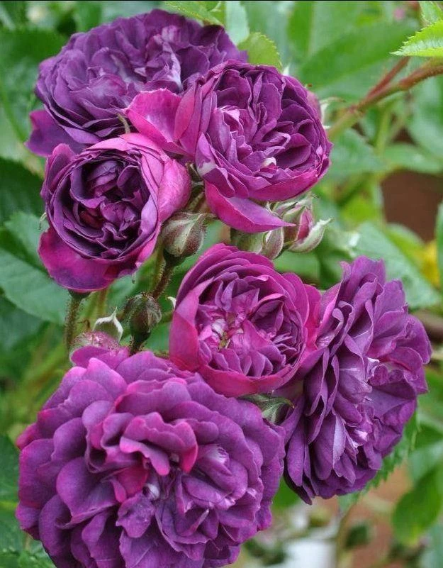 Large 6-7ft Specimen Climbing Rose Blue Magenta 1 Large 6-7ft Specimen Climbing Rose Blue Magenta