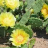 Opuntia Humifusa - Hardy Cactus