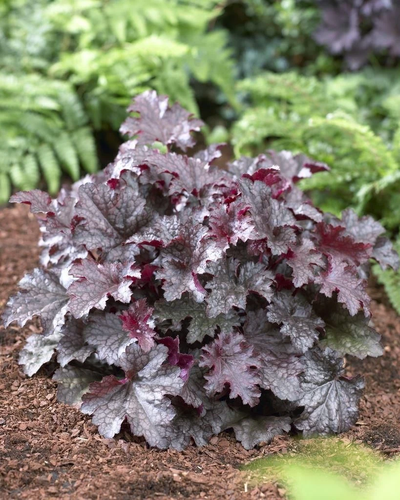 Heuchera Plum Pudding 1 Heuchera Plum Pudding
