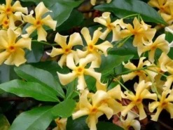 Trachelospermum Jasminoides Star Of Tuscany - Yellow Wings Star Jasmin - Rhyncospermum - Circa 150-180cms -Outlet Plant Store AD9A0B3C5323D9450B1CA93E99FE0531 1