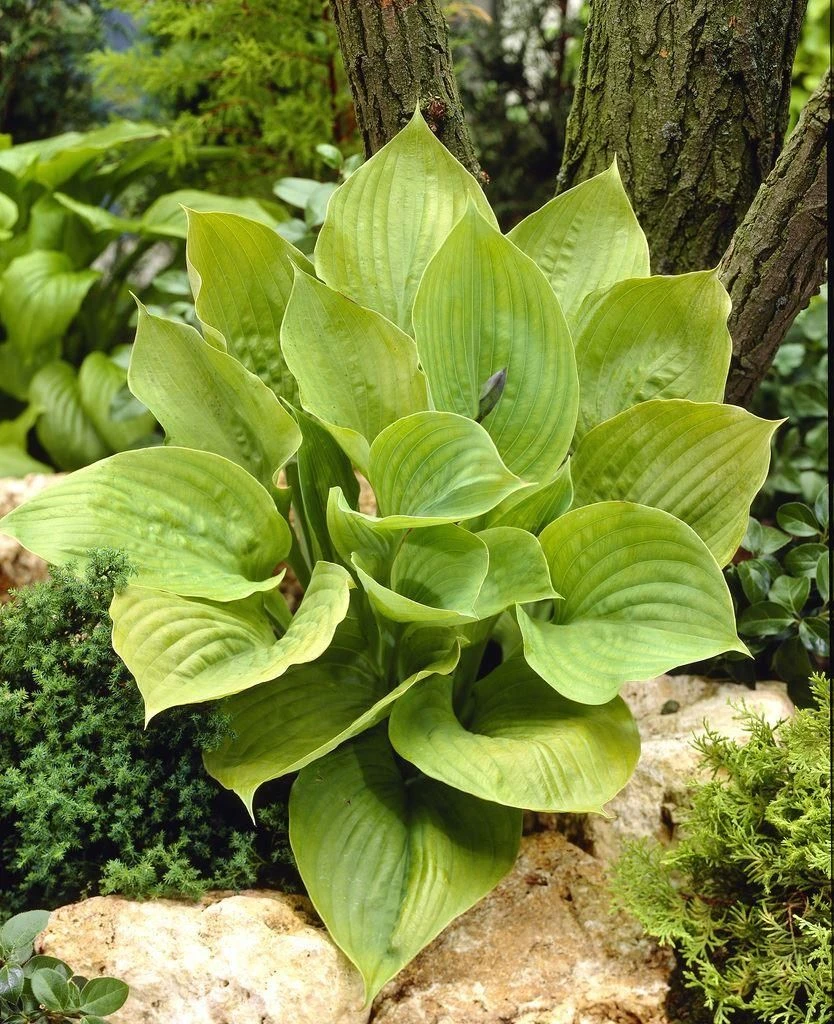 Hosta 'Sum And Substance' 1 Hosta 'Sum And Substance'