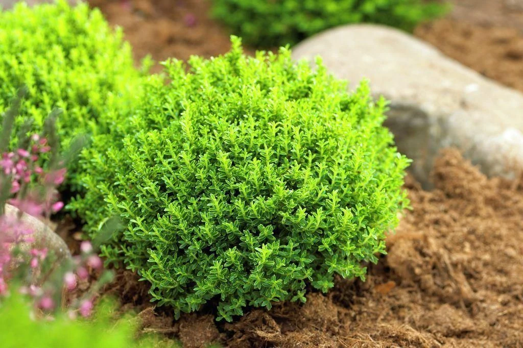 Hebe Emerald Green Globe - Pack Of THREE Plants 2 Hebe Emerald Green Globe - Pack Of THREE Plants - Image 2