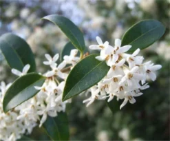 Osmanthus X Burkwoodii - Evergreen Shrub - LARGE SPECIMEN