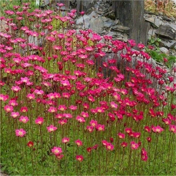 EXTRA LARGE - Saxifraga Mossy RED - Cushion Saxifrage Plants 2 EXTRA LARGE - Saxifraga Mossy RED - Cushion Saxifrage Plants - Image 2