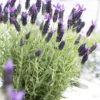 Lavender Stoechas Anouk - French Lavender - Lavendula