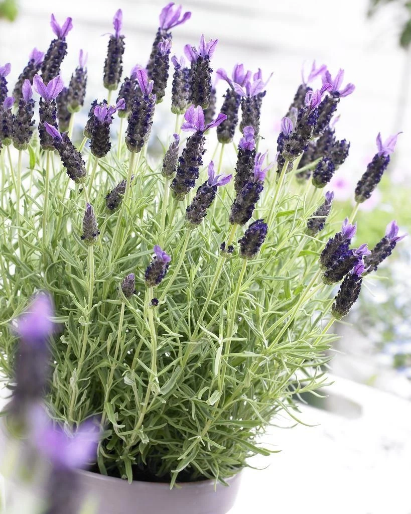 Lavender Stoechas Anouk - French Lavender - Lavendula 1 Lavender Stoechas Anouk - French Lavender - Lavendula