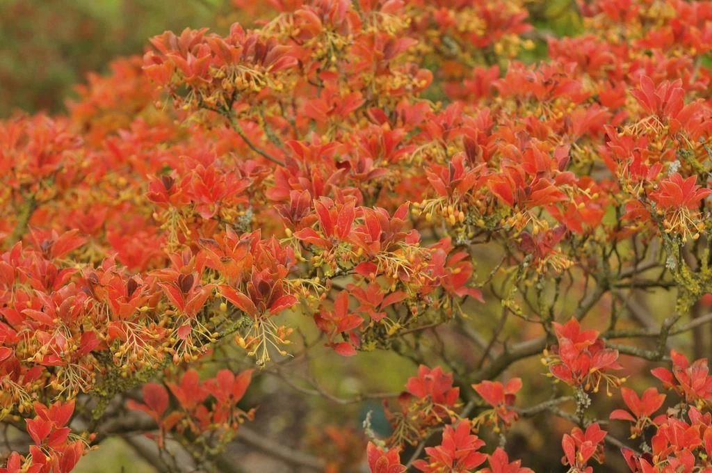 Enkianthus Campanulatus - Red Vein 2 Enkianthus Campanulatus - Red Vein - Image 2