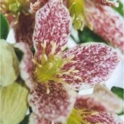 Clematis Cirrhosa Balearica Freckles 1 Clematis Cirrhosa Balearica Freckles